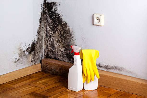 Best Residential Mold Remediation in Hemby Bridge, NC
