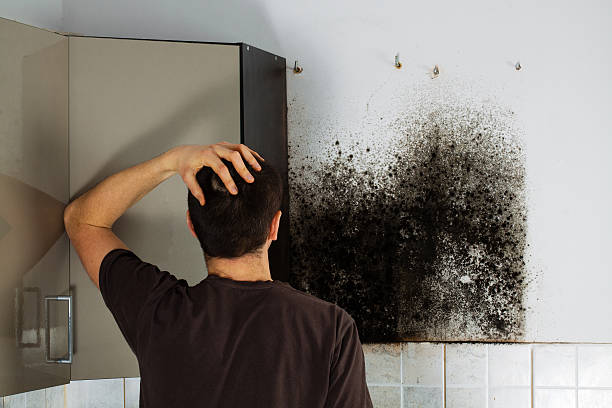 Best White Mold Remediation in Hemby Bridge, NC