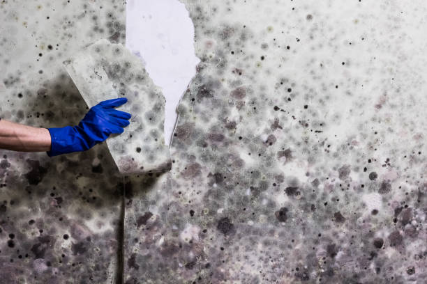 Best HVAC Mold Remediation in Hemby Bridge, NC